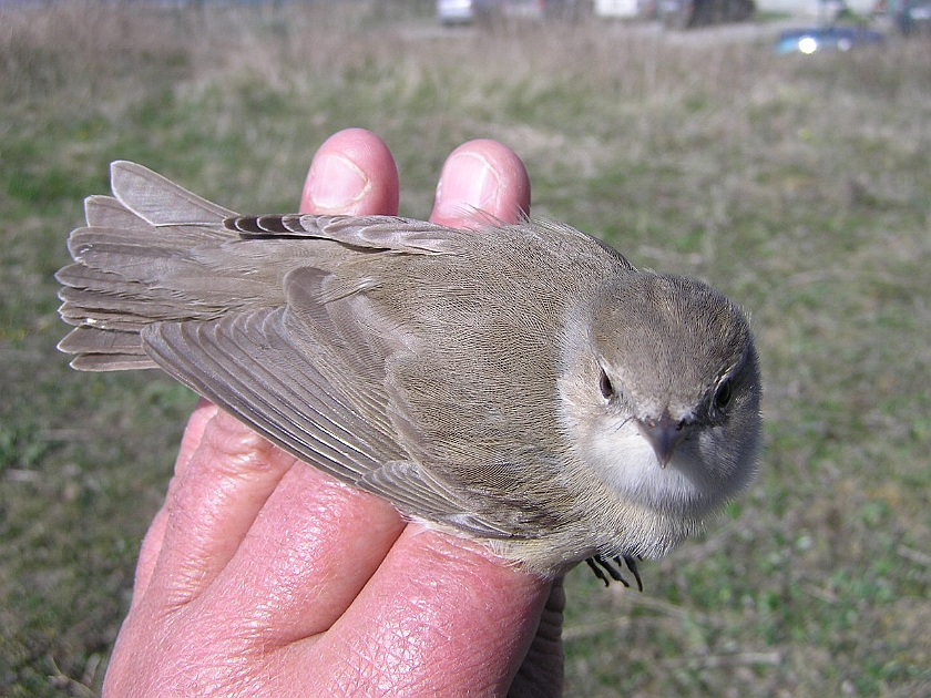 Garden Warbler, Sundre 20050514